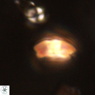 Markalius walviensis VR 01323
