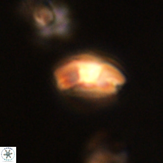 Markalius walviensis VR 01324