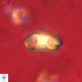 Markalius walviensis VR 01325
