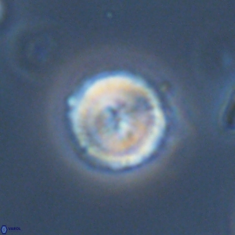 Mauriceblackia katejacovidesiae 70874