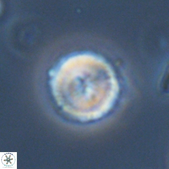 Mauriceblackia katejacovidesiae 70874