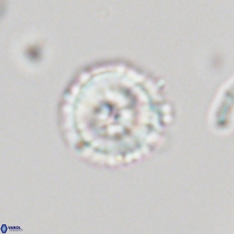 Mauriceblackia katejacovidesiae 70872