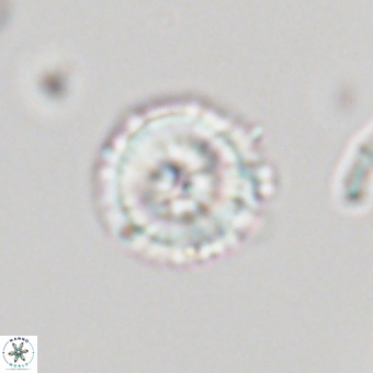 Mauriceblackia katejacovidesiae 70872