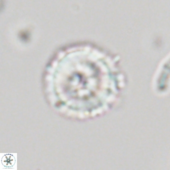 Mauriceblackia katejacovidesiae 70873