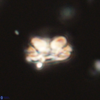Mauriceblackia katejacovidesiae 70881