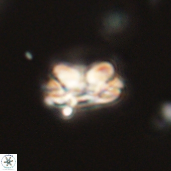 Mauriceblackia katejacovidesiae 70881