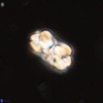 Mauriceblackia katejacovidesiae 70898