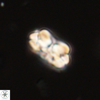 Mauriceblackia katejacovidesiae 70898
