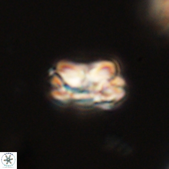 Mauriceblackia katejacovidesiae 70899