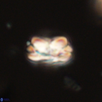 Mauriceblackia katejacovidesiae 70893
