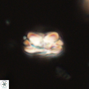 Mauriceblackia katejacovidesiae 70893