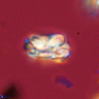 Mauriceblackia katejacovidesiae 70900