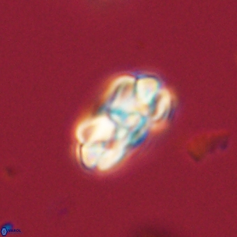 Mauriceblackia katejacovidesiae 70901