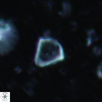 Minylitha covallis 696