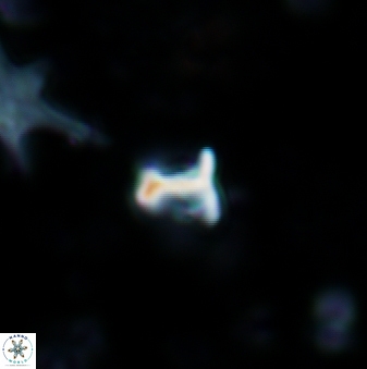 Minylitha convallis 594