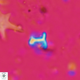 Minylitha convallis 595