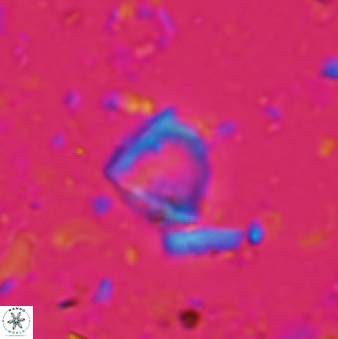 Minylitha convallis 596