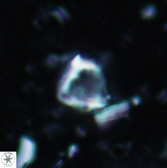 Minylitha convallis 597