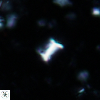 Minylitha convallis 598