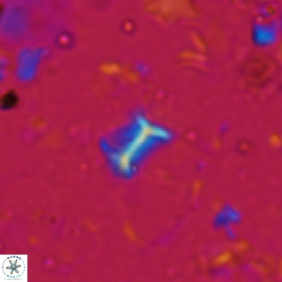 Minylitha convallis 599