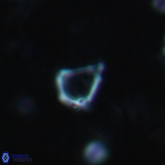 Minylitha convallis 719