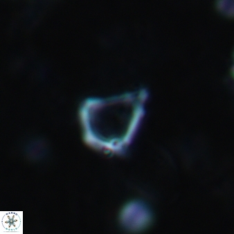 Minylitha convallis 719