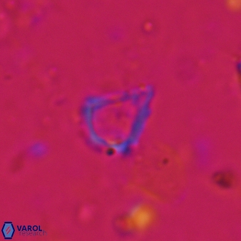 Minylitha convallis 720