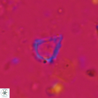Minylitha convallis 720