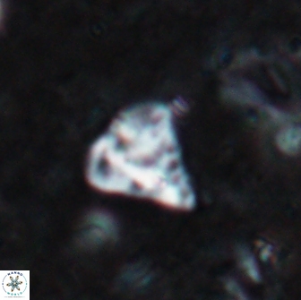 Minylitha cancellata 19448