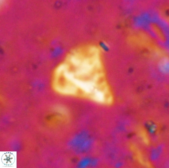 Minylitha cancellata 19449
