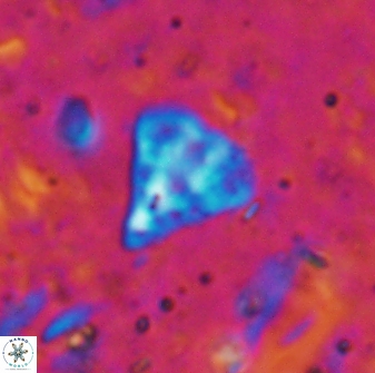 Minylitha cancellata 19452