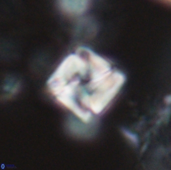 Micula Decussata 15079