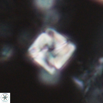 Micula Decussata 15079
