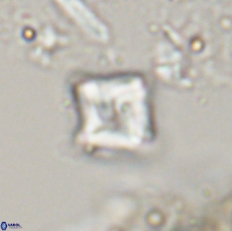 Micula Decussata 15089