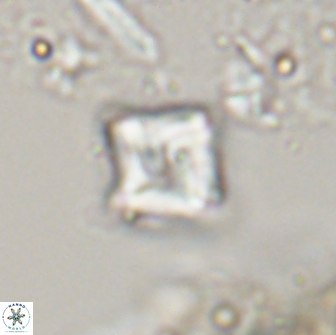 Micula Decussata 15089