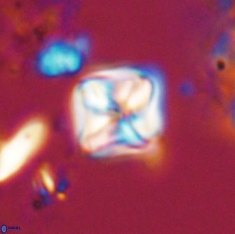 Micula Decussata 15080