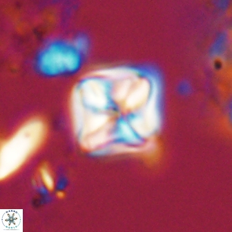 Micula Decussata 15080