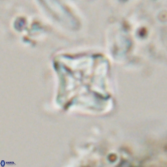 Micula Decussata 15090