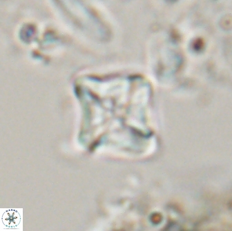 Micula Decussata 15090