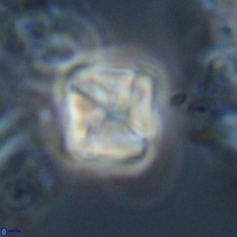 Micula Decussata 15091