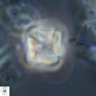 Micula Decussata 15091