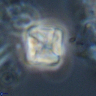 Micula Decussata 15092