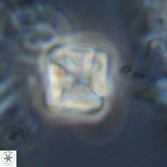 Micula Decussata 15092