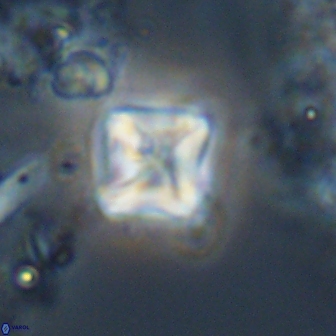 Micula Decussata 15093