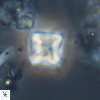 Micula Decussata 15093
