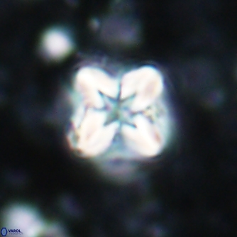 Micula cf decussata 1498