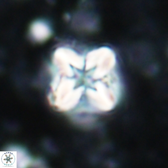 Micula cf decussata 1498