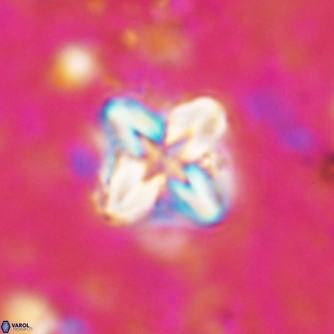 Micula cf decussata 1499
