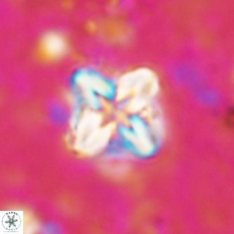 Micula cf decussata 1499