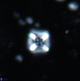 Micula cf decussata 1208